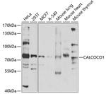 CALCOCO1 Polyclonal Antibody