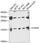 Calmodulin 2 Polyclonal Antibody