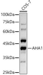 AHA1 Polyclonal Antibody