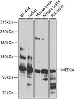 THRAP4 Polyclonal Antibody
