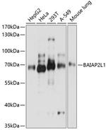 BAIAP2L1 Polyclonal Antibody