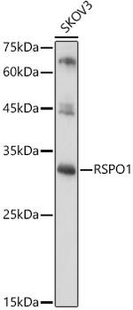 RSPO1 Antibody in Western Blot (WB)