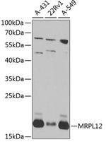 MRPL12 Polyclonal Antibody