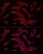 cGAS Polyclonal Antibody