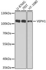 VEPH1 Polyclonal Antibody