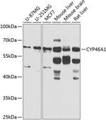 CYP46A1 Polyclonal Antibody
