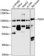 FGD4 Polyclonal Antibody