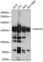 NUP133 Polyclonal Antibody