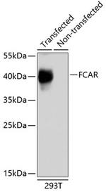 FCAR Polyclonal Antibody