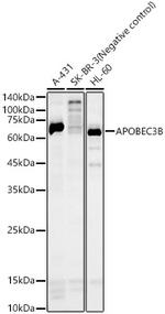 APOBEC3B Polyclonal Antibody