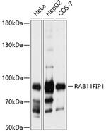 RAB11FIP1 Polyclonal Antibody