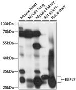 EGFL7 Polyclonal Antibody