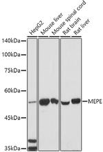 MEPE Polyclonal Antibody