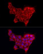 COL4A5 Polyclonal Antibody