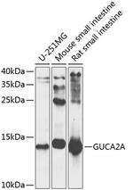 GUCA2A Polyclonal Antibody