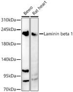 Laminin beta-1 Antibody in Western Blot (WB)