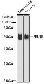Fibulin 5 Antibody in Western Blot (WB)