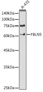 Fibulin 5 Antibody in Western Blot (WB)