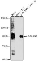 Phospho-c-Raf (Ser621) Antibody in Immunoprecipitation (IP)