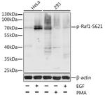 Phospho-c-Raf (Ser621) Antibody in Western Blot (WB)