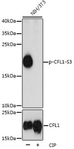 Phospho-Cofilin (Ser3) Antibody in Western Blot (WB)