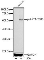 Phospho-AKT1 (Thr308) Antibody in Western Blot (WB)