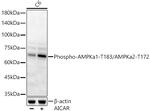 Phospho-AMPK alpha-1,2 (Thr183, Thr172) Polyclonal Antibody