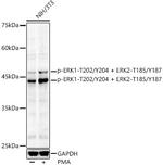 Phospho-ERK1/ERK2 (Thr185, Tyr187, Thr202, Tyr204) Polyclonal Antibody