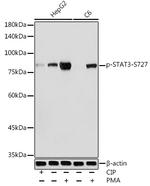 Phospho-STAT3 (Ser727) Antibody in Western Blot (WB)