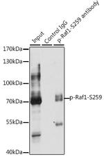 Phospho-c-Raf (Ser259) Antibody in Immunoprecipitation (IP)