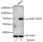 Phospho-c-Raf (Ser259) Antibody in Western Blot (WB)