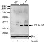 Phospho-GSK3 alpha (Ser21) Polyclonal Antibody