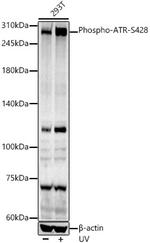 Phospho-ATR (Ser428) Antibody in Western Blot (WB)