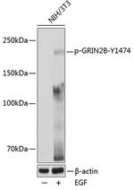 Phospho-NMDAR2B (Tyr1474) Polyclonal Antibody
