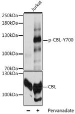 Phospho-c-Cbl (Tyr700) Antibody in Western Blot (WB)