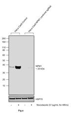 Phospho-NPM1 (Thr199) Antibody
