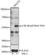 Phospho-NFkB p65 (Thr434) Polyclonal Antibody