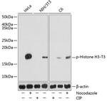 Phospho-Histone H3 (Thr3) Antibody in Western Blot (WB)