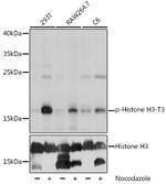 Phospho-Histone H3 (Thr3) Antibody in Western Blot (WB)