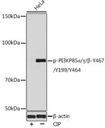 Phospho-PI3K p85/p55 (Tyr467, Tyr199, Tyr464) Polyclonal Antibody