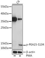 Phospho-PEA15 (Ser104) Polyclonal Antibody