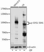 Phospho-GYS1 (Ser641) Polyclonal Antibody