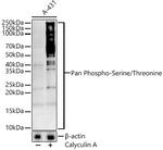 Phosphoserine/threonine Polyclonal Antibody