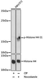 Phospho-Histone H4 (Ser1) Antibody in Western Blot (WB)