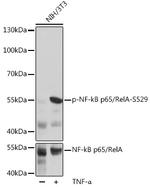 Phospho-NFkB p65 (Ser529) Antibody in Western Blot (WB)