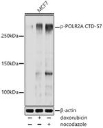 Phospho-POLR2A (Ser7) Antibody in Western Blot (WB)