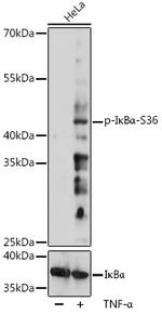 Phospho-IkB alpha (Ser36) Polyclonal Antibody