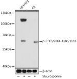 Phospho-MST1/MST2 (Thr183, Thr180) Polyclonal Antibody
