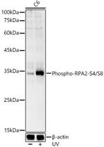 Phospho-RPA2 (Ser4, Ser8) Antibody in Western Blot (WB)