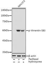 Phospho-Vimentin (Ser83) Polyclonal Antibody